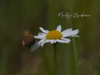 Foto: Kleine vuurvlinder [Lycaena phlaeas] Wilgenplaspark Rotterdam (5mei2026)